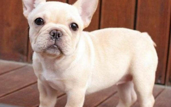 法斗犬染色價格順序