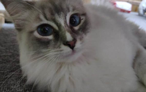 小貓體內驅蟲多大開始