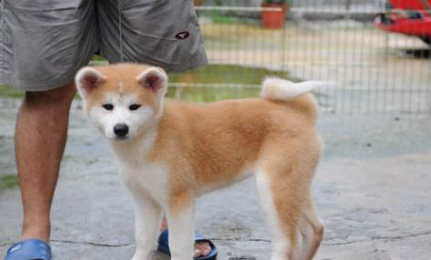 秋田犬和柴犬哪個好養