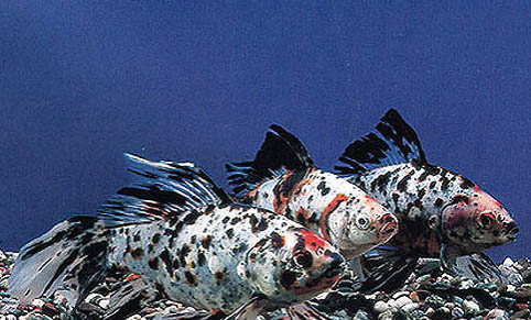 金魚為什么會打架