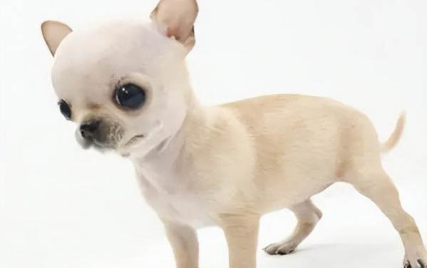 狗狗三天不吃不喝還拉稀怎么辦
