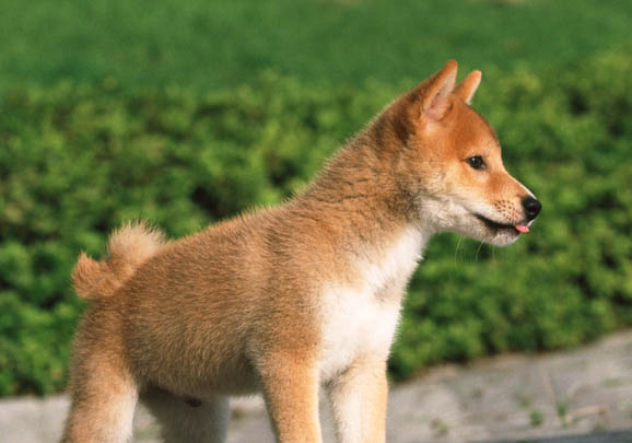 柴犬和秋田犬哪個貴