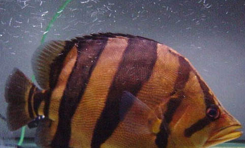家里養魚水渾怎么處理