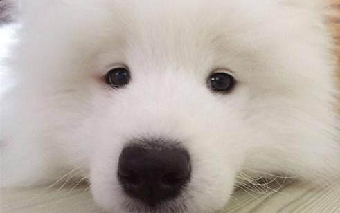 黑色薩摩耶犬多少錢一只