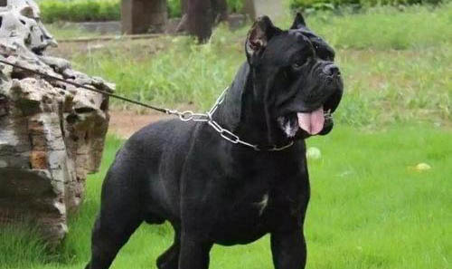 卡斯羅犬為什么會吐清水？如何處理以及注意事項