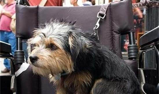 布列塔尼犬流眼淚眼屎多是什么原因