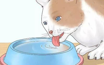 怎么把貓安樂死