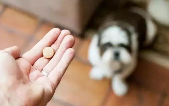 兩個月大的狗狗一天喂兩次可以嗎