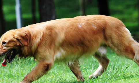 有沒有白色的金毛犬