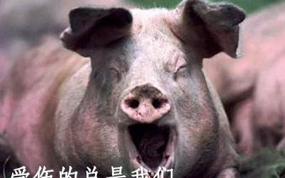 剛出生的小狗一直叫該怎么辦??？