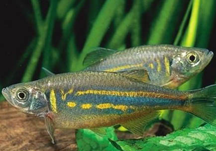 斑馬魚換水死亡的原因及處理方法