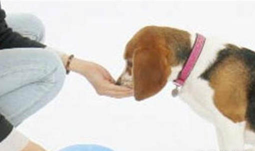 狗狗中暑后能支撐多久