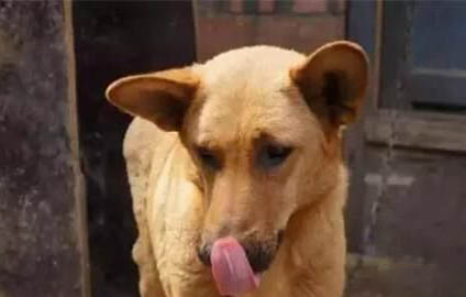中華田園犬土狗買錢多少錢一只