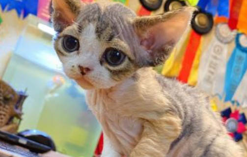 請問貓咪嘔吐的原因及處理方法？