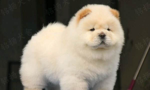 一個月松獅犬如何喂養(yǎng)
