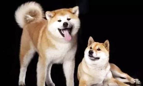 大型犬都有哪些品種?