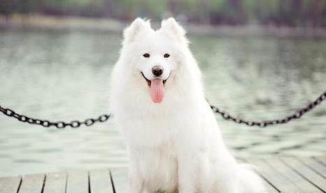 薩摩耶犬怎么養與注意事項