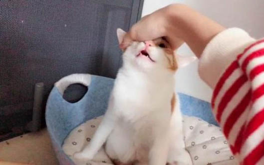 小貓一直打噴嚏流鼻涕流眼淚