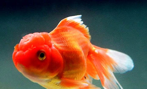 金魚在魚缸里產(chǎn)卵了怎么辦