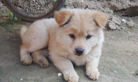 中華田園犬子宮蓄膿能活多久