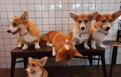 哪里買的柯基犬健康有保障