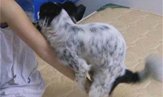 如何糾正狗狗護食問題