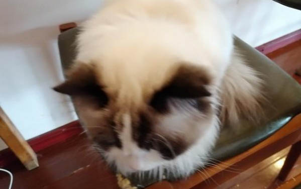 貓咪鼻子毛發(fā)黃是什么原因