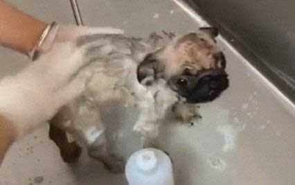狗狗缺少安全感怎么辦