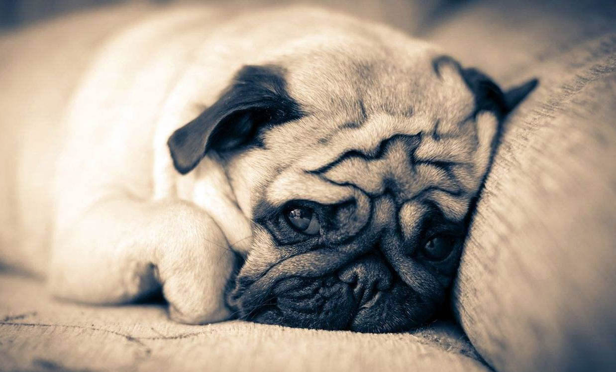 狗狗死之前有哪些征兆