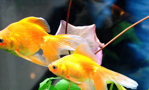 觀賞魚有哪些