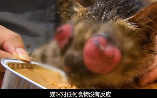 貓咪剛開始嘔吐后來吐血怎么辦