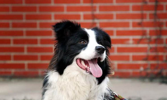 邊境牧羊犬嘔吐不吃東西的原因及處理方法