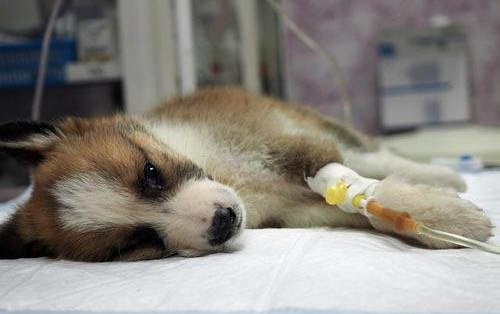 狗狗打狂犬疫苗多少錢