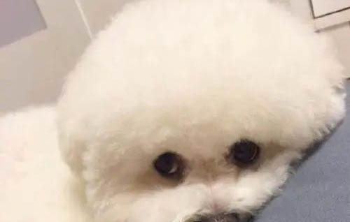 白色的比熊狗狗什么名字好聽
