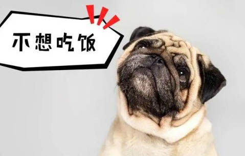 狗狗吐白沫能自己好嗎,是什么原因