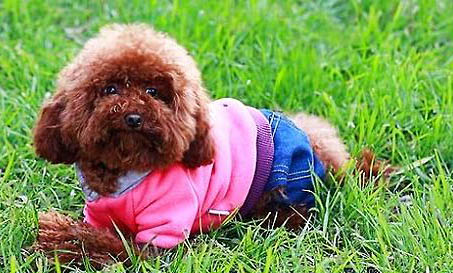 巨型貴賓犬黑色大概多少錢