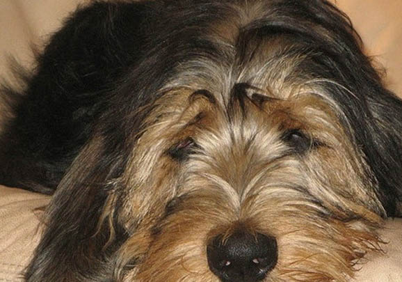 布雷獵犬干咳是什么原因
