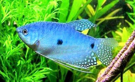 夜釣鯉魚(yú)釣深水還是淺水好