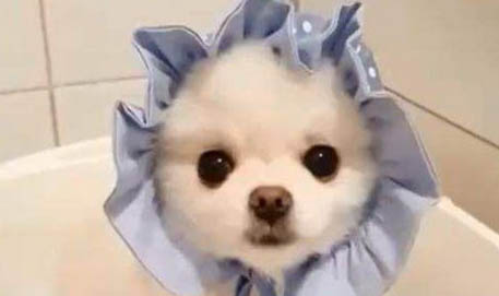 博美幼犬驅蟲