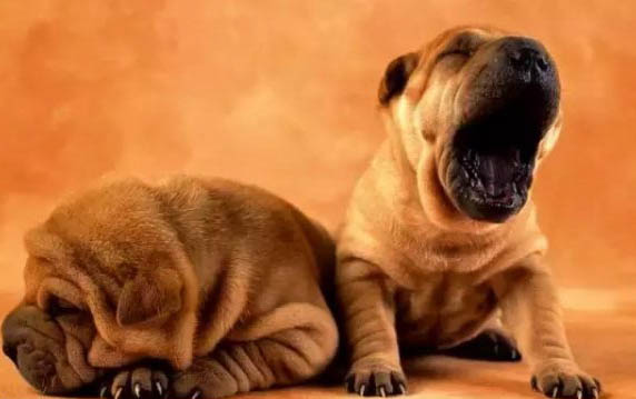 巴吉度犬是哪個國家犬