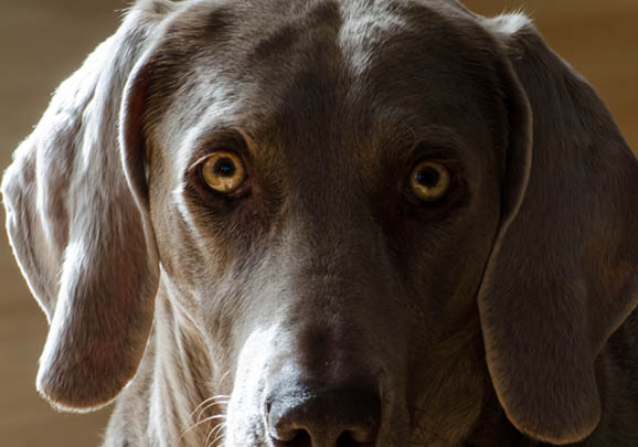 薩路基獵犬受傷怎么處理傷口