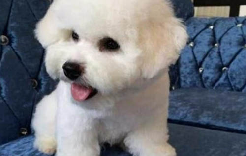 狗狗的口水對人有害嗎?