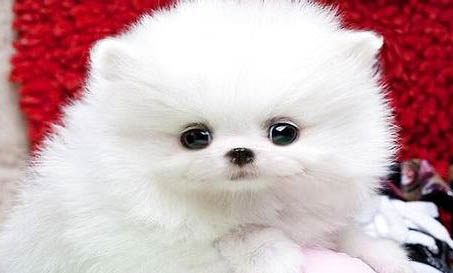 養(yǎng)博美犬狗第一天應該注意什么？