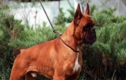 拳師犬咬人的原因