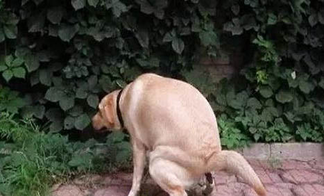 棉花面紗犬哪里有賣