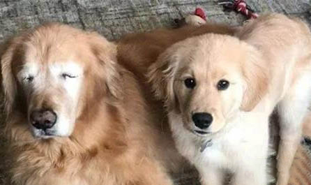 犬舍買(mǎi)的狗疫苗要不要重新打