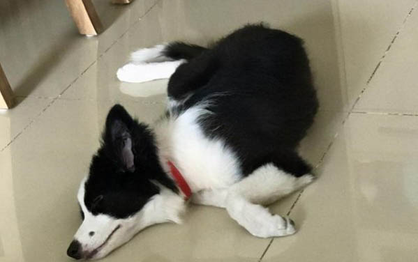 邊牧可以看家護院嗎?