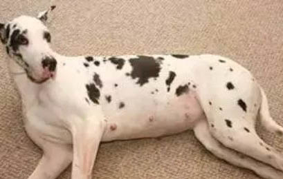 狗狗得犬瘟的癥狀有哪些表現