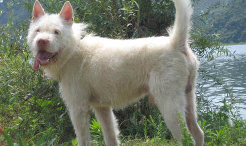 下司犬干咳的原因及處理方法