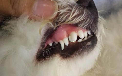 狗狗離世前都有哪些表現